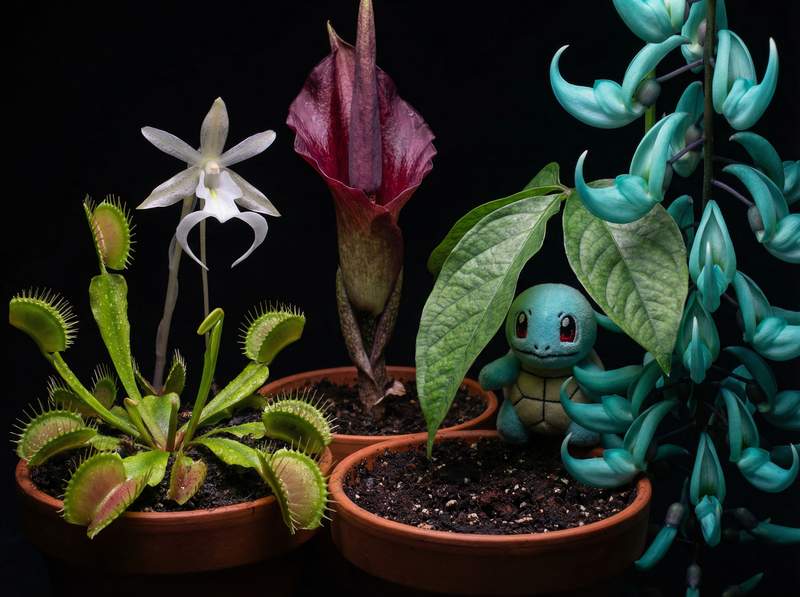 国产自拍植物视频-国产自拍植物视频：全球稀有植物视频大赏